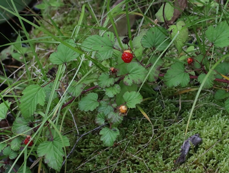 Rubus microphyllus photo 6