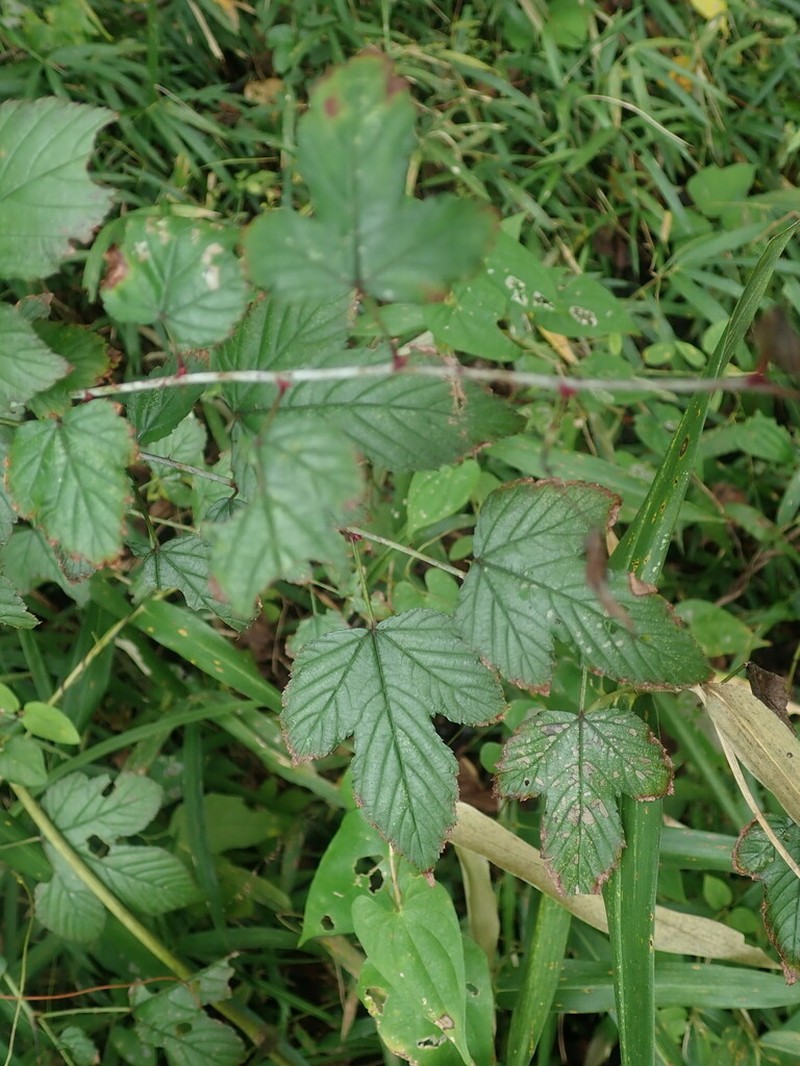 Rubus microphyllus photo 7