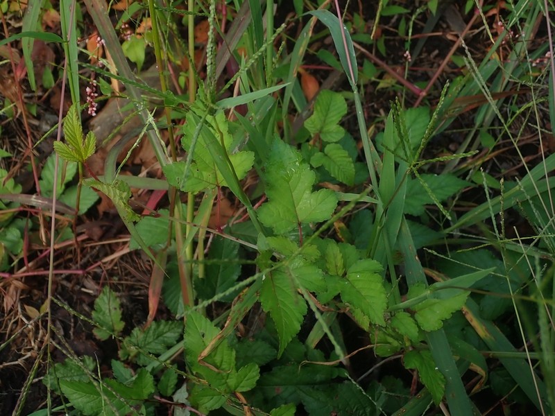 Rubus microphyllus photo 8