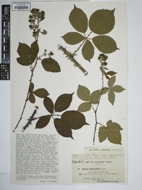 Rubus milfordensis
