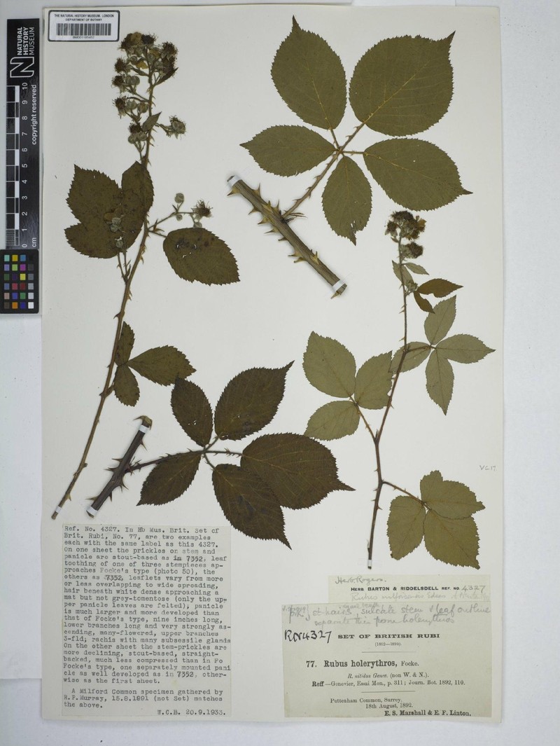 Rubus milfordensis
