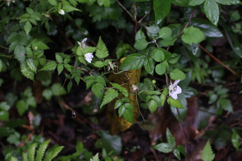 Rubus minusculus photo 2