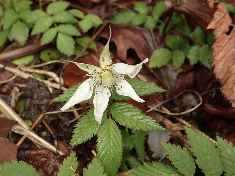 Rubus minusculus photo 3
