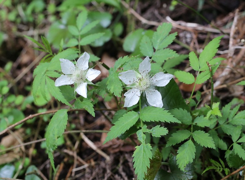 Rubus minusculus photo 4