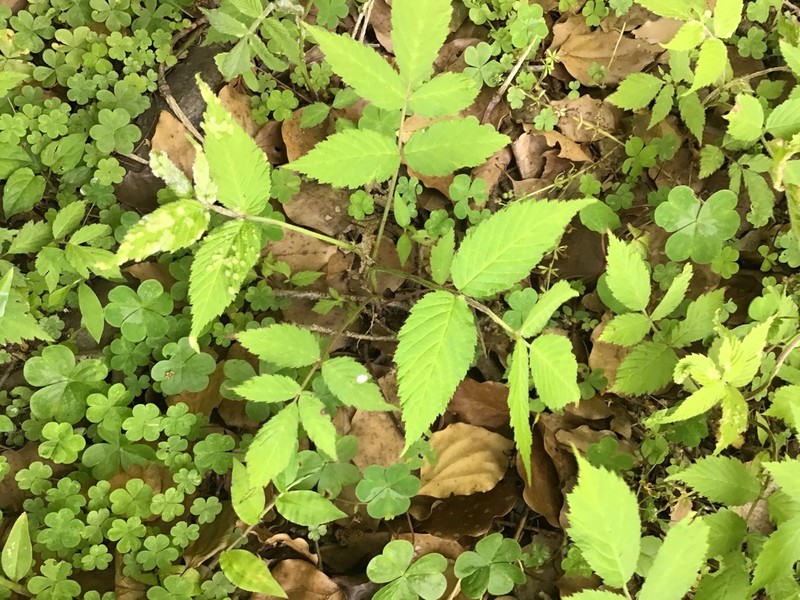 Rubus minusculus photo 5