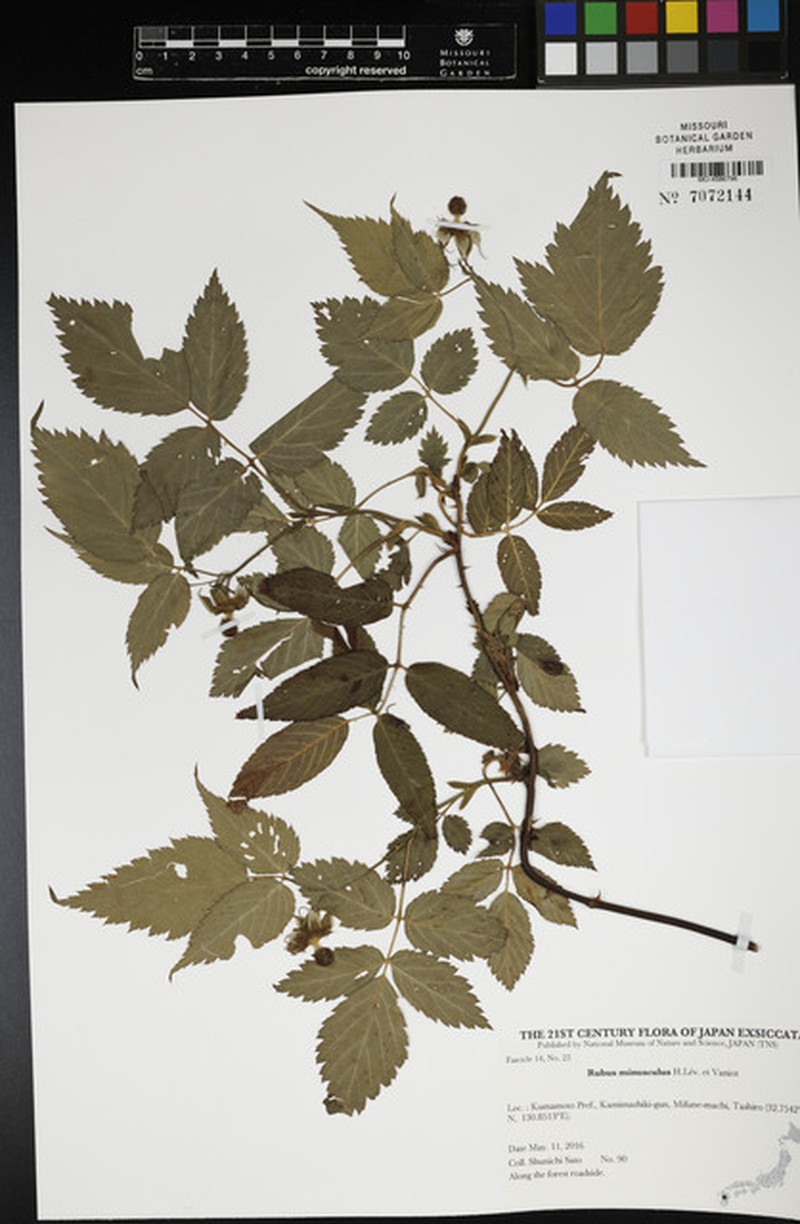 Rubus minusculus photo 6