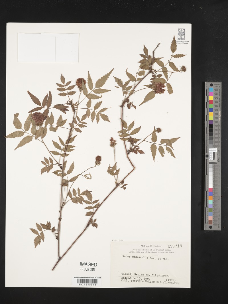 Rubus minusculus photo 7