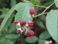 Rubus miser