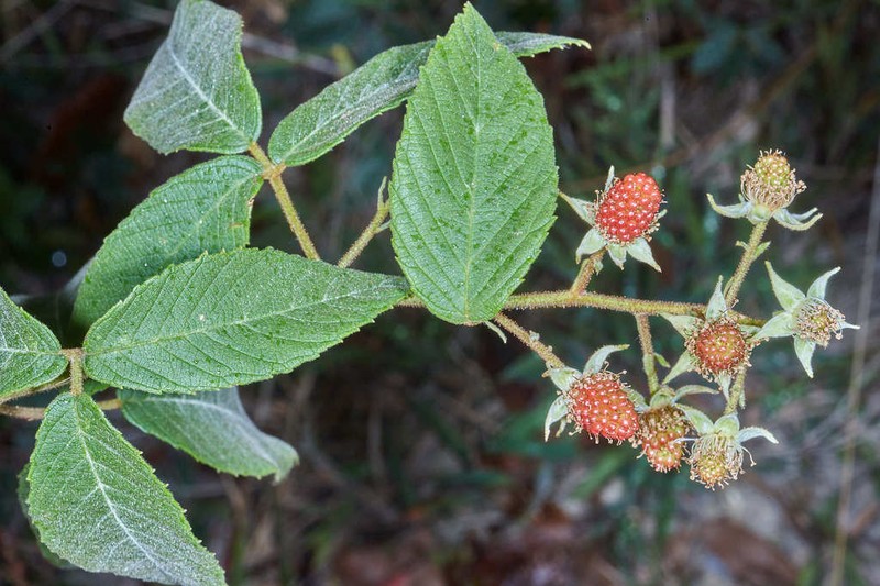 Rubus miser photo 2