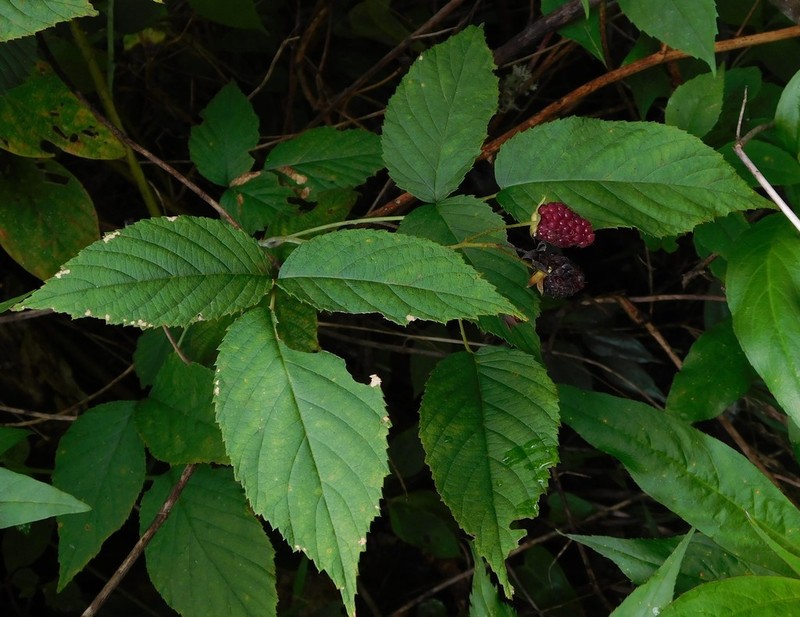 Rubus miser photo 3