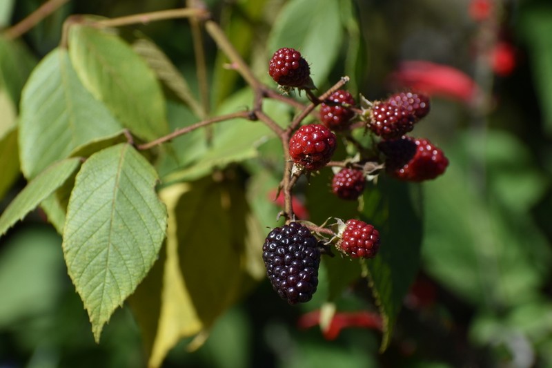 Rubus miser photo 4