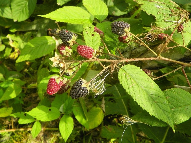 Rubus miser photo 5