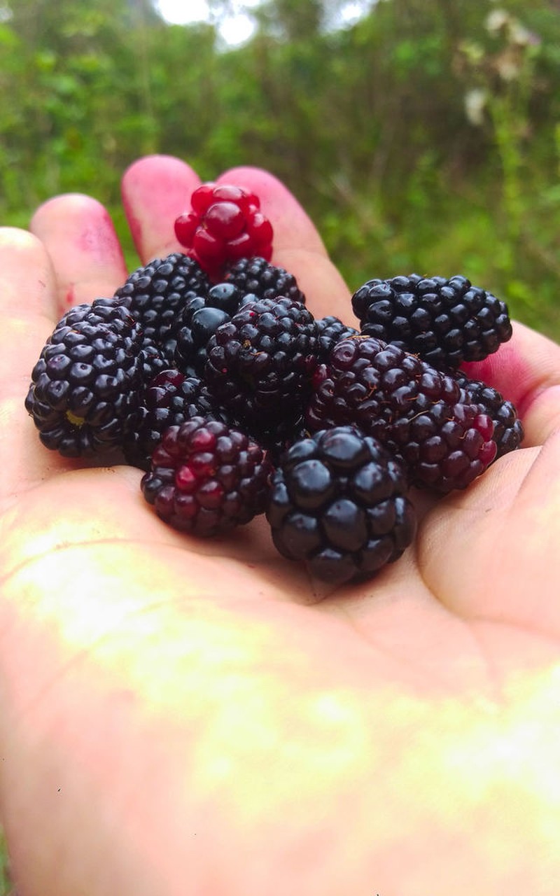 Rubus miser photo 6