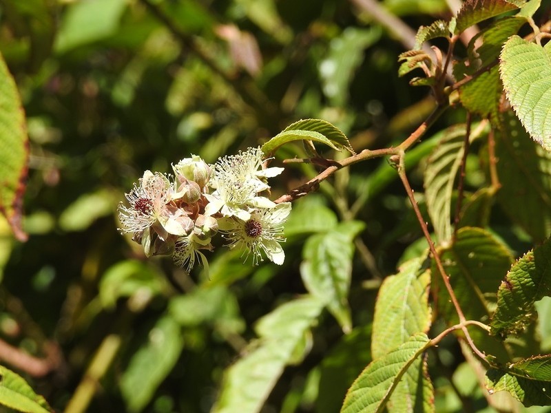 Rubus miser photo 7