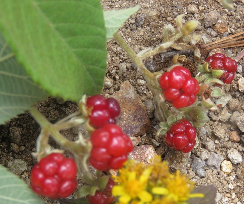 Rubus miser photo 8