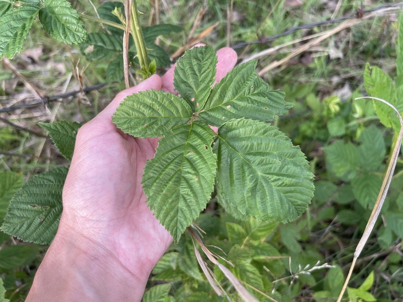 Softleaf Blackberry