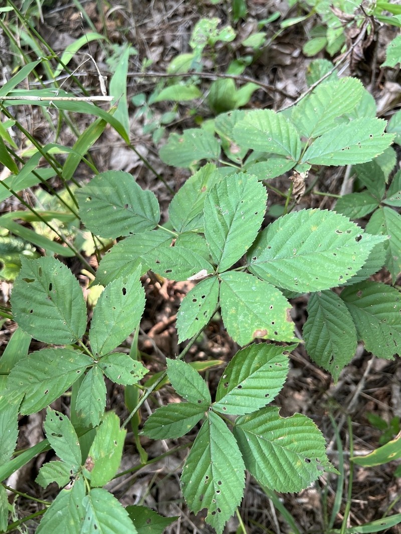 Softleaf Blackberry photo 3