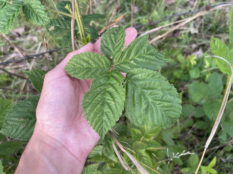 Softleaf Blackberry photo 4