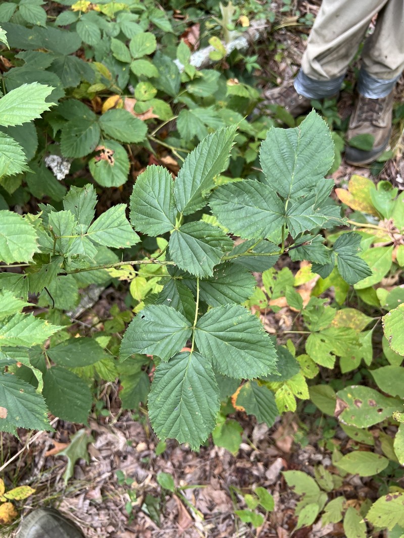 Softleaf Blackberry photo 5
