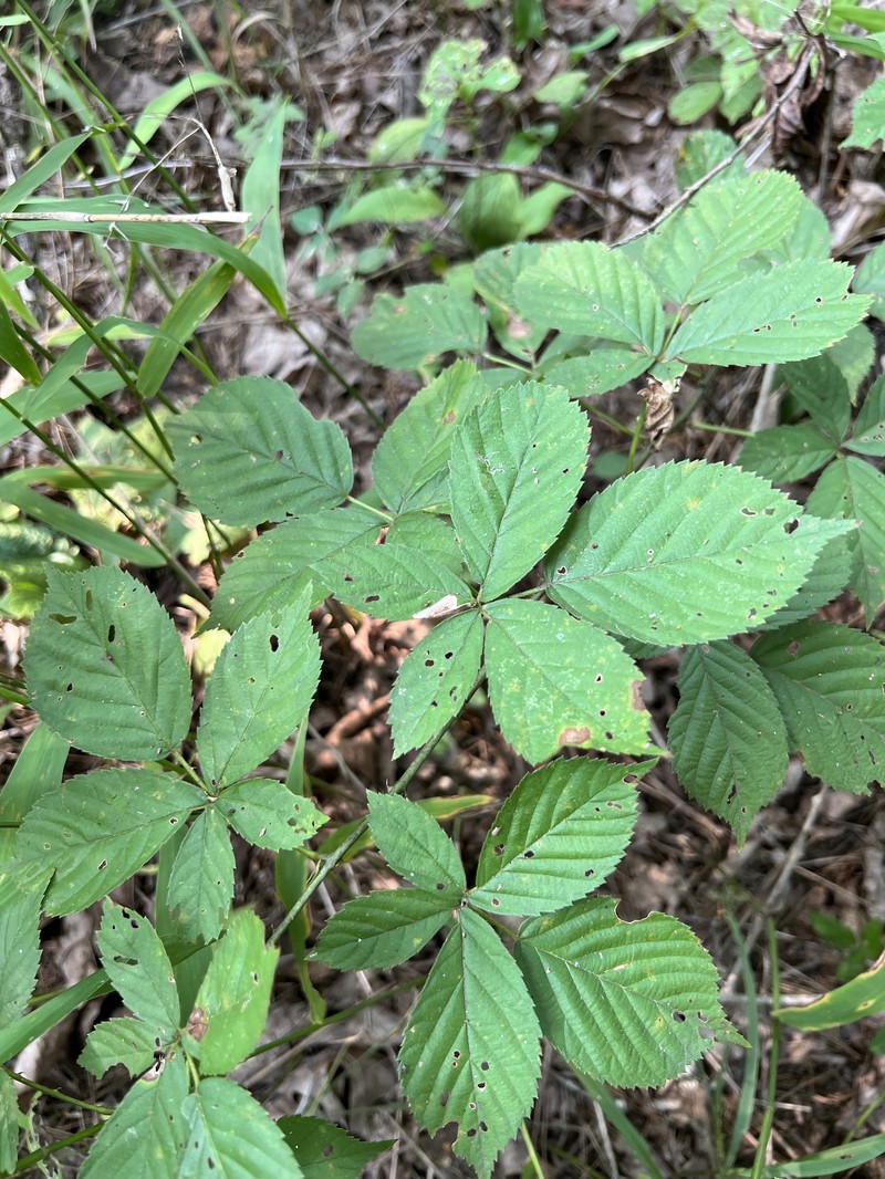 Softleaf Blackberry photo 6