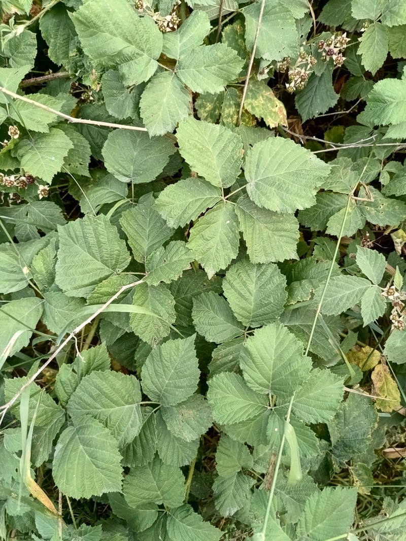 Rubus mollis