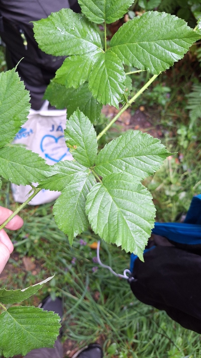 Rubus mollis photo 2