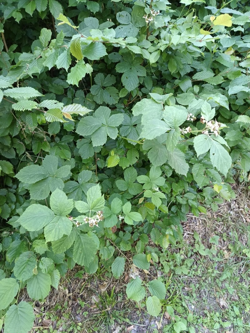 Rubus mollis photo 3