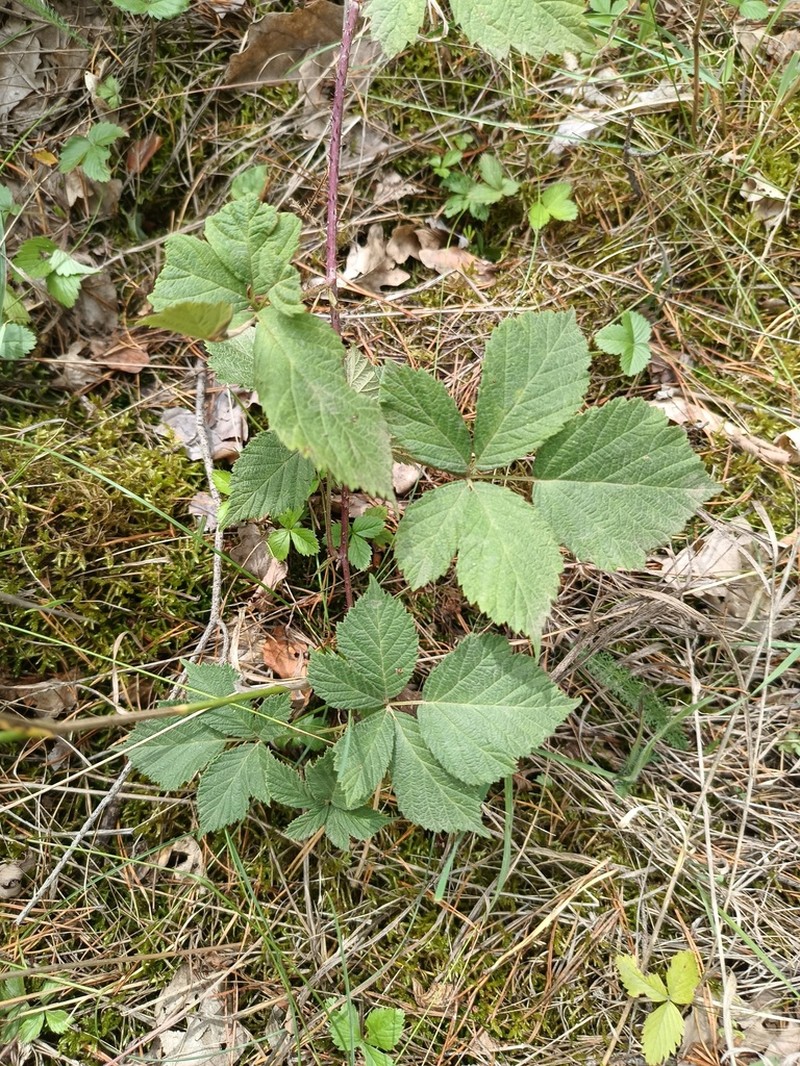 Rubus mollis photo 4