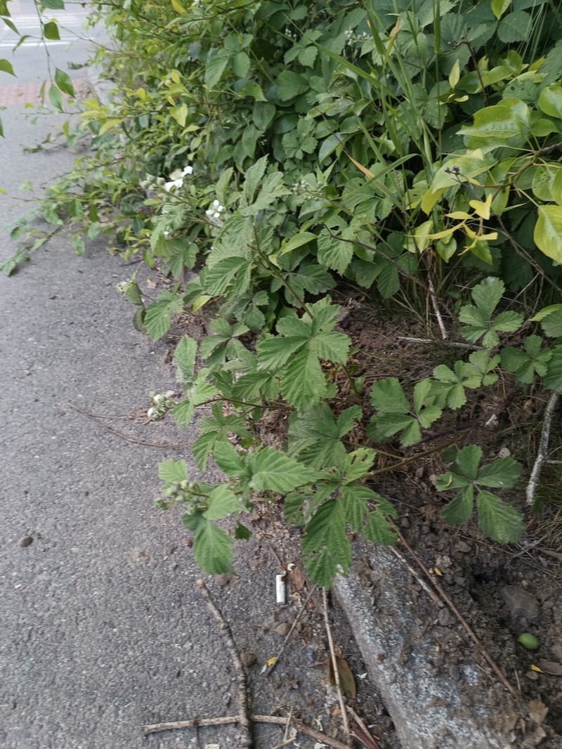 Rubus mollis photo 5
