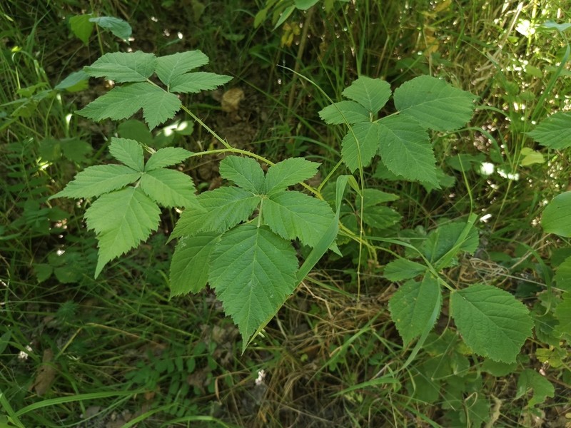 Rubus mollis photo 6