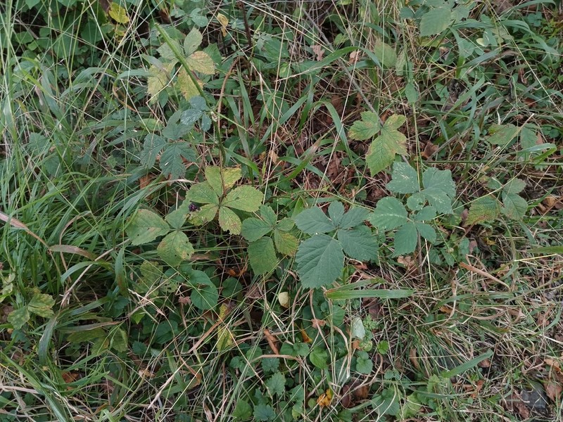Rubus mollis photo 7