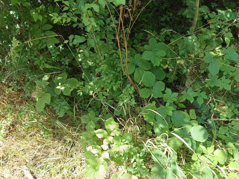 Rubus mollis photo 8