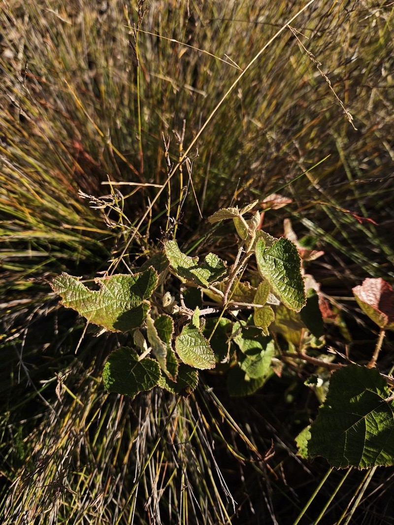 Eelkek photo 2
