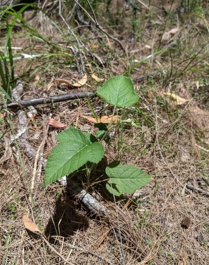Eelkek photo 3