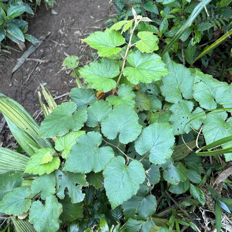 Eelkek photo 4