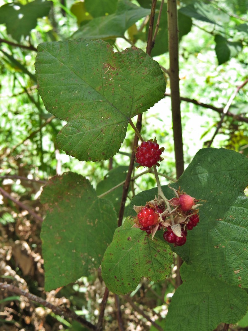 Eelkek photo 6