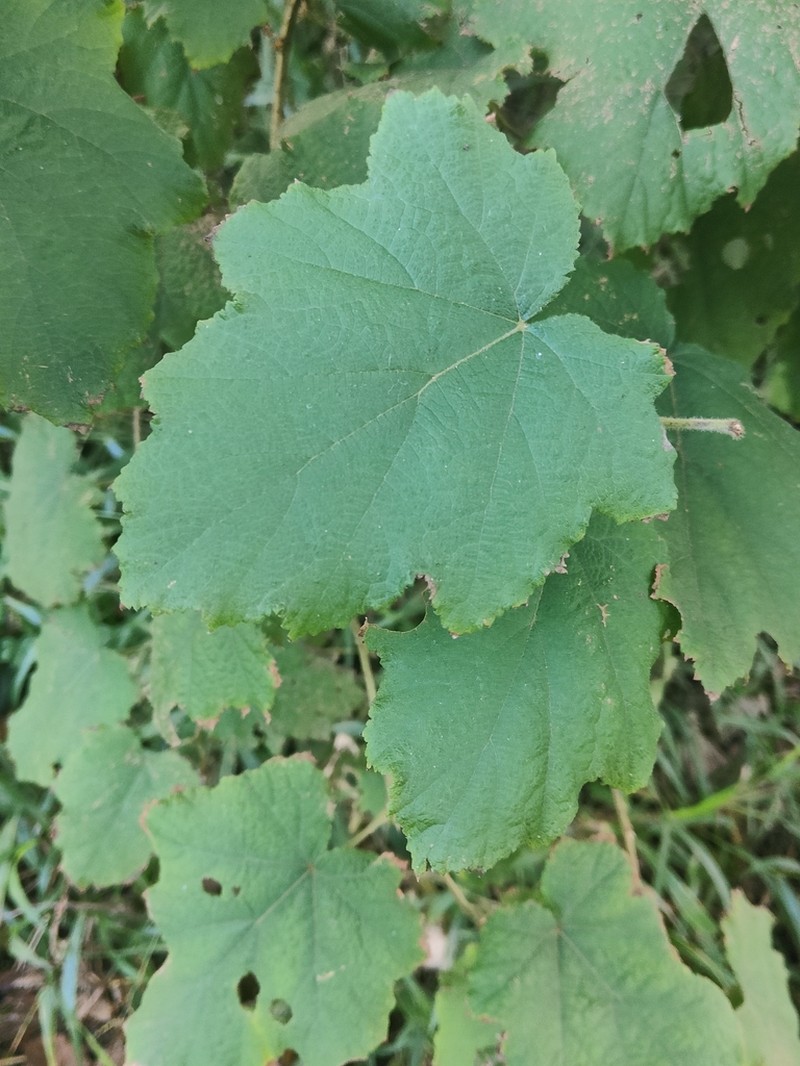 Eelkek photo 7