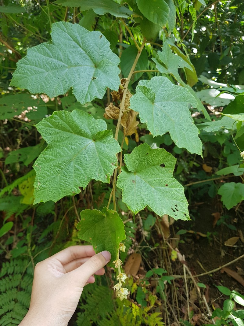 Rubus moluccanus var. angulosus