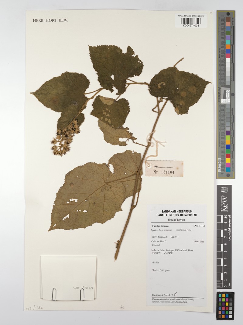 Rubus moluccanus var. angulosus photo 2