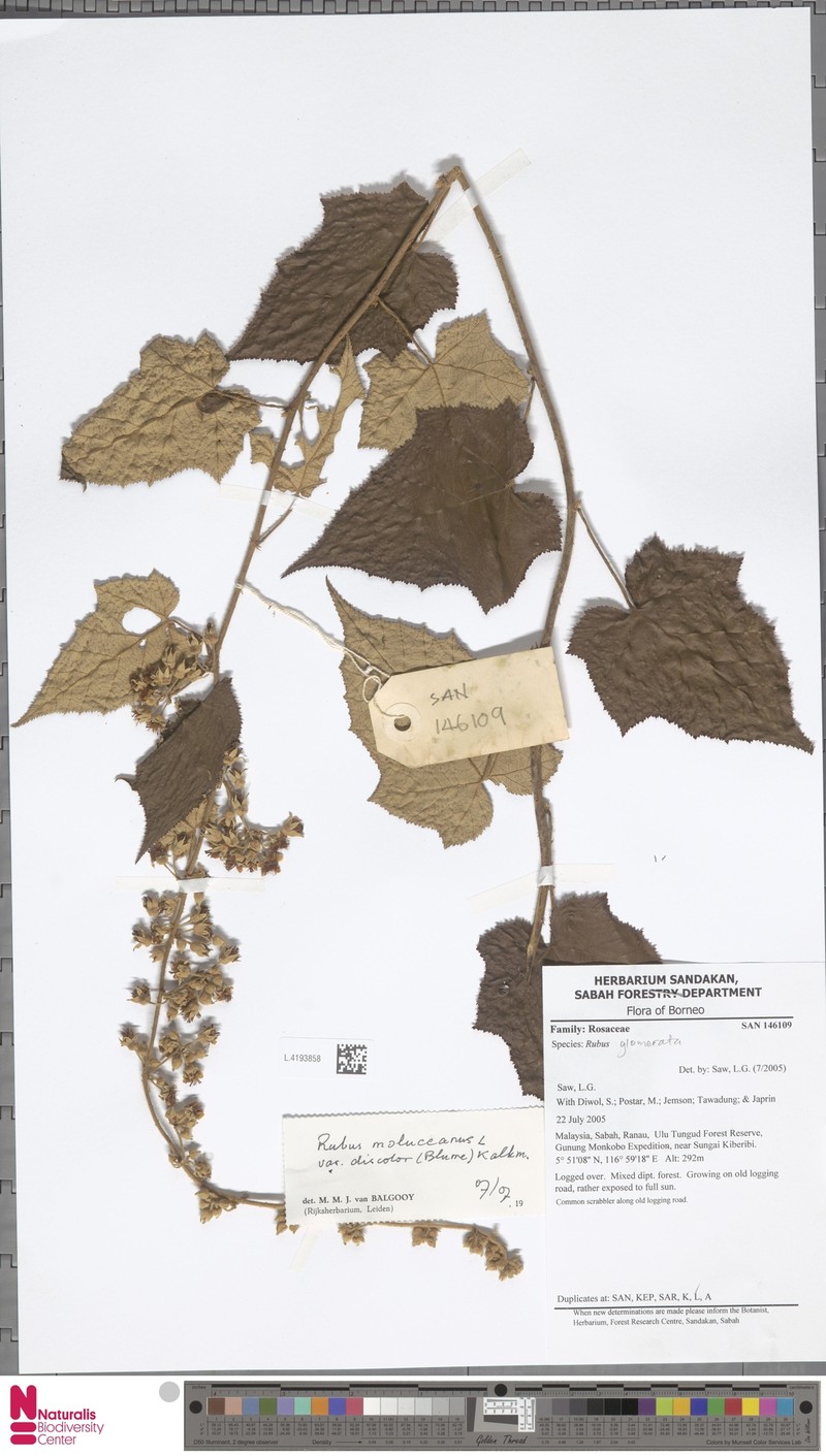 Rubus moluccanus var. discolor