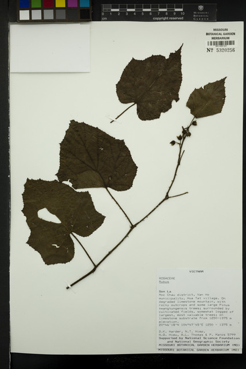 Rubus moluccanus var. discolor photo 2