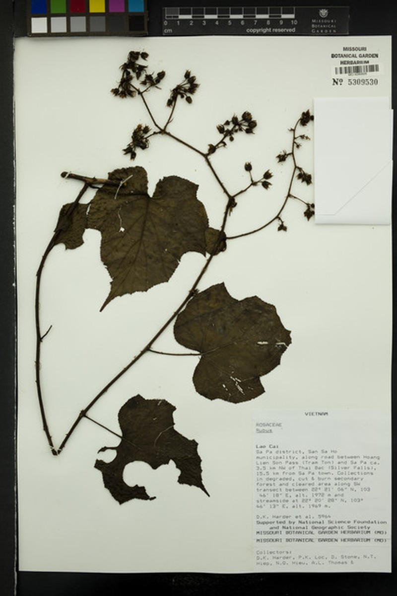 Rubus moluccanus var. discolor photo 3