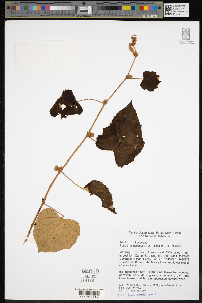 Rubus moluccanus var. discolor photo 4