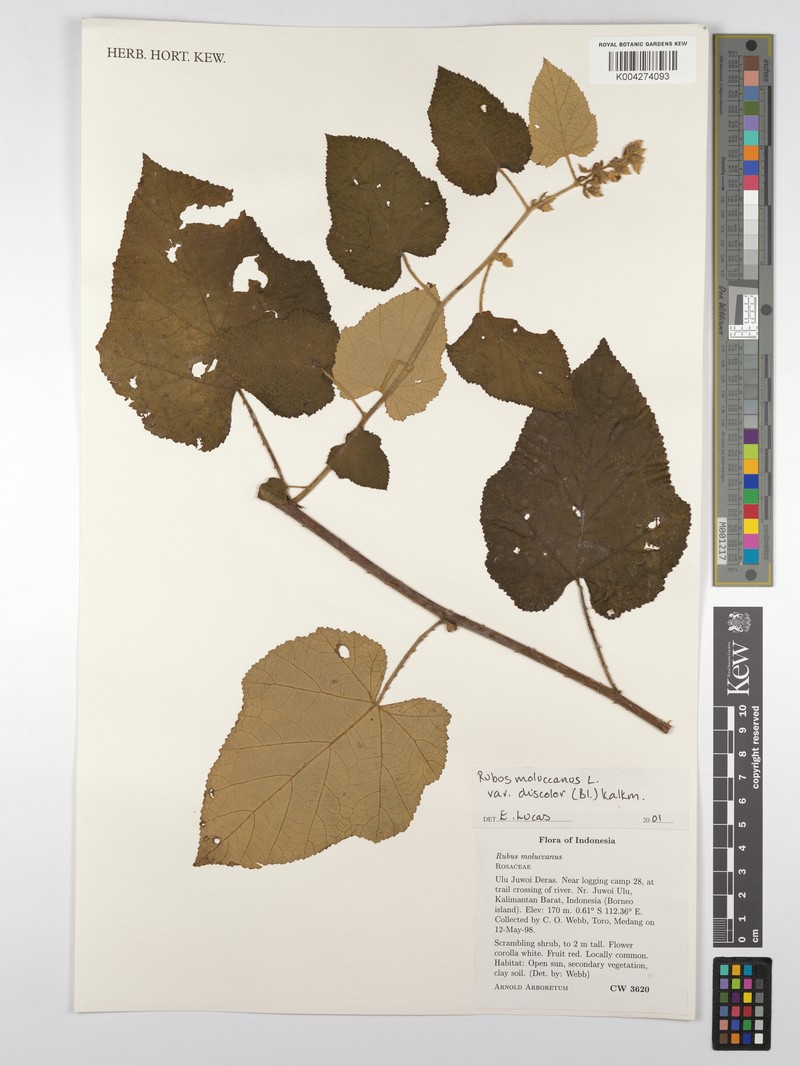 Rubus moluccanus var. discolor photo 5