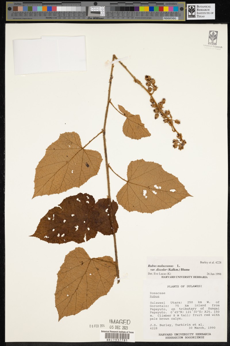 Rubus moluccanus var. discolor photo 6