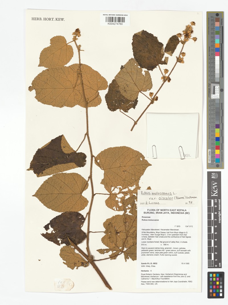 Rubus moluccanus var. discolor photo 7