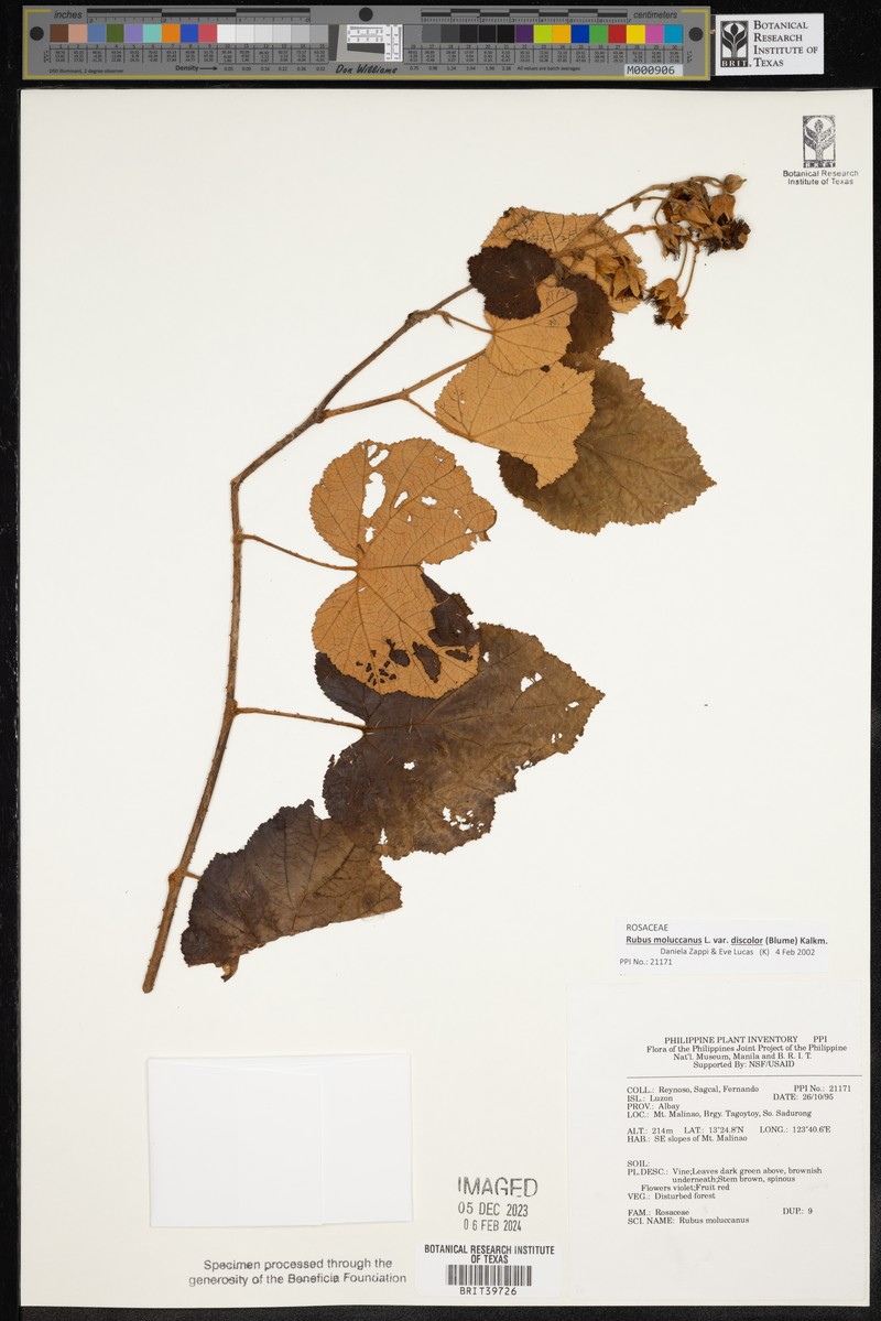 Rubus moluccanus var. discolor photo 8