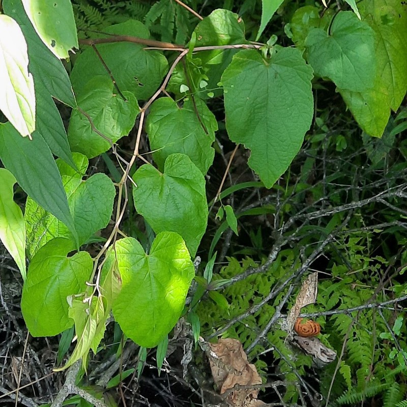 Rubus moluccanus var. moluccanus