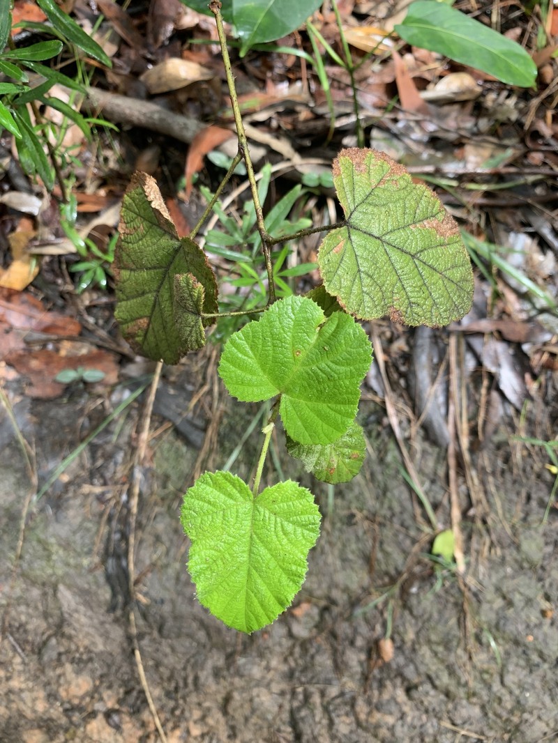 Rubus moluccanus var. moluccanus photo 2