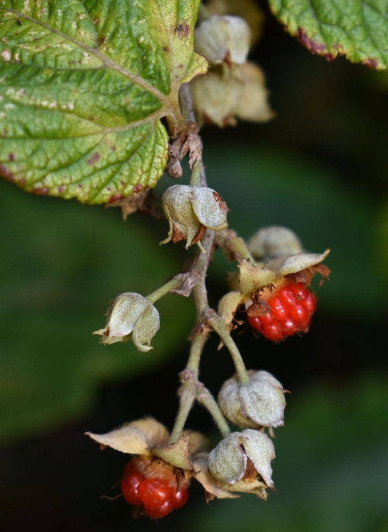 Rubus moluccanus var. moluccanus photo 3